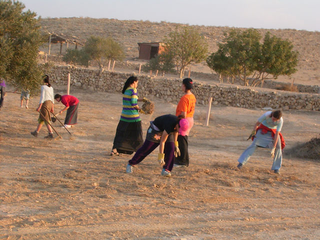 The activity in Nitzana in 2006 focused on the maintainence of the JNF plantation in the ancient farm and preparing one more farm for plantation - the Almond Farm, an ancient runoff farm from the 6-8th Centuries C. E. Its name is given from an old almond tree planted there by the Bedouins several decades ago, evidence of the continued functioning of the ancient farm in terms of water collection. Here school girls are shown working on the project amongst the ancient terraces.