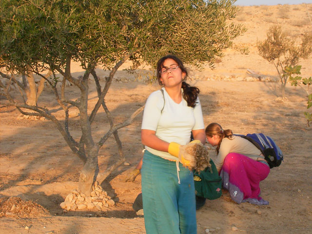 The activity in Nitzana in 2006 focused on the maintainence of the JNF plantation in the ancient farm and preparing one more farm for plantation - the Almond Farm, an ancient runoff farm from the 6-8th Centuries C. E. Its name is given from an old almond tree planted there by the Bedouins several decades ago, evidence of the continued functioning of the ancient farm in terms of water collection. Here school girls are shown working on the project amongst the ancient terraces.