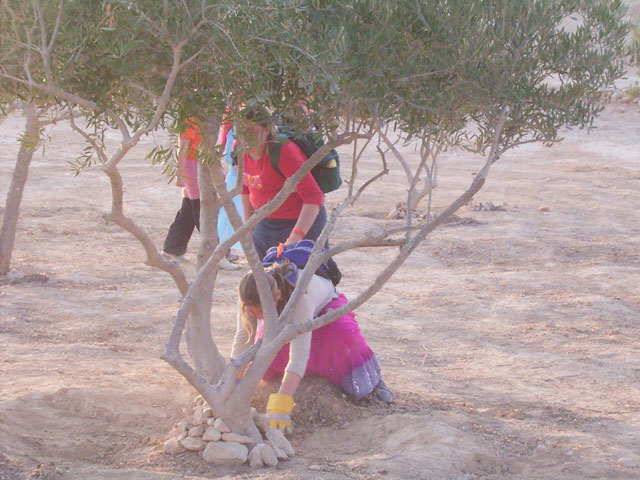 The activity in Nitzana in 2006 focused on the maintainence of the JNF plantation in the ancient farm and preparing one more farm for plantation - the Almond Farm, an ancient runoff farm from the 6-8th Centuries C. E. Its name is given from an old almond tree planted there by the Bedouins several decades ago, evidence of the continued functioning of the ancient farm in terms of water collection. Here school girls are shown working on the project amongst the ancient terraces.