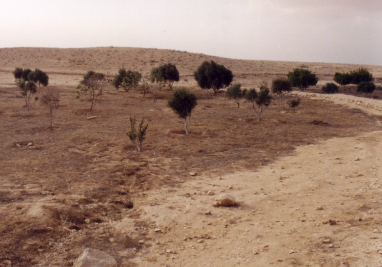 Maintainence of the Restored Byzantine Farm at Nitzana: The plantation in the end of the summer. (Photo provided courtesy of Tom Amit.)