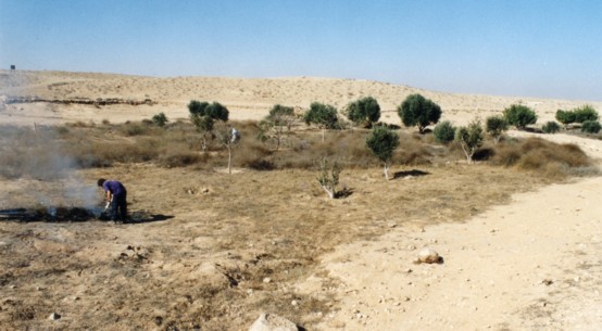 Maintainence of the Restored Byzantine Farm at Nitzana: Preparations to winter - burning the bushes. (Photo provided courtesy of Tom Amit.)