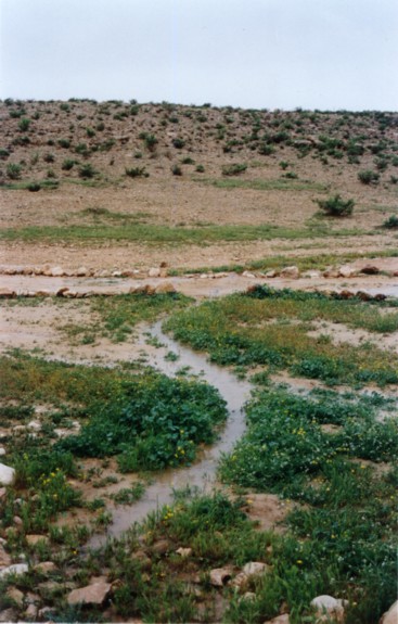 Maintainence of the Restored Byzantine Farm at Nitzana: Winter rainstorm - runoff water. (Photo provided courtesy of Tom Amit.)