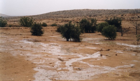 Maintainence of the Restored Byzantine Farm at Nitzana: View of the plantation irrigated by the runoff rain water. (Photo provided courtesy of Tom Amit.)