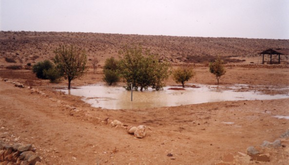 Maintainence of the Restored Byzantine Farm at Nitzana: View of the plantation irrigated by the runoff rain water. (Photo provided courtesy of Tom Amit.)