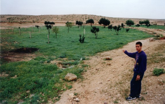 Maintainence of the Restored Byzantine Farm at Nitzana: Early spring - new grass growing between the trees. (Photo provided courtesy of Tom Amit.)