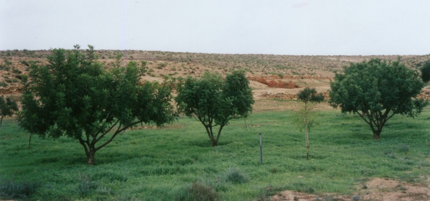 Maintainence of the Restored Byzantine Farm at Nitzana: Early spring - new grass growing between the trees. (Photo provided courtesy of Tom Amit.)