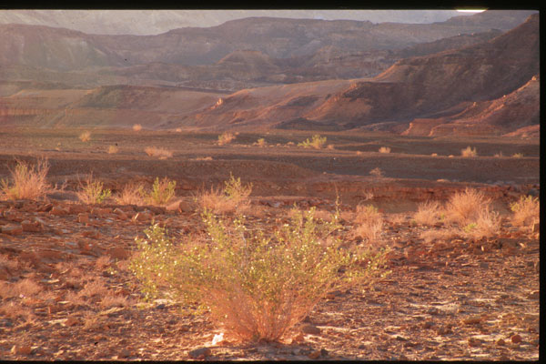 Mitzpe Ramon region, Makhteshim Country in the Negev desert, south of Avdat. Photograph provided courtesy of Moshe Kotzen.