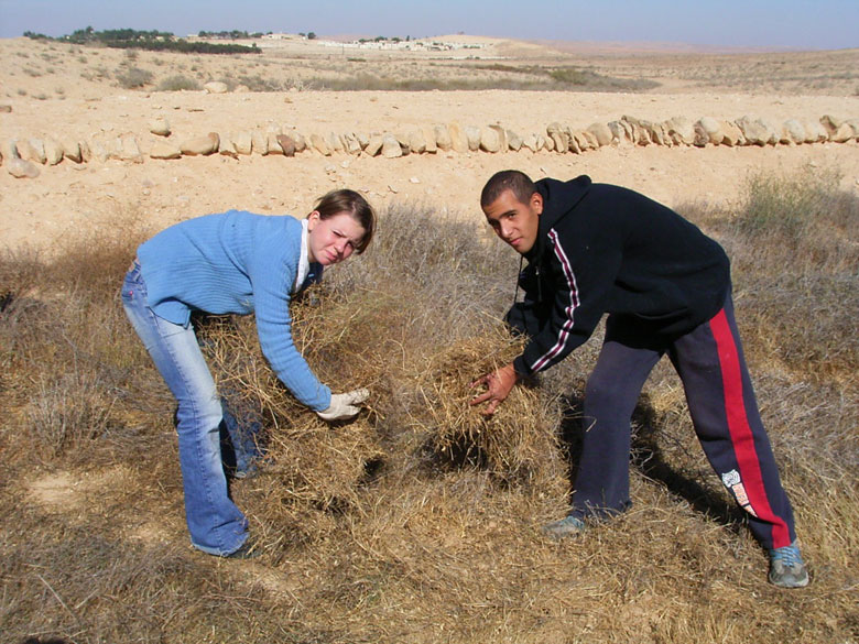 Nitzana farm maintenance project with students includes overturning of the soil, getting rid of bushes and brush, cleaning up the area, and planting.  These students clear away old brush near an old terrace.