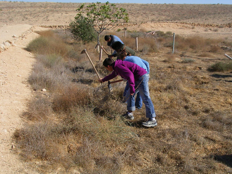 Nitzana farm maintenance project with students includes overturning of the soil, getting rid of bushes and brush, cleaning up the area, and planting.  These students dig holes in preparation for planting new trees near an ancient terrace.