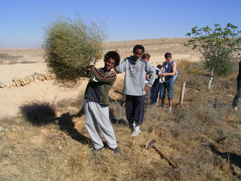 Nitzana farm maintenance project with students includes overturning of the soil, getting rid of bushes and brush, cleaning up the area, and planting.  These students clear away brush near an ancient terrace.