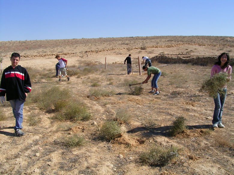 Nitzana farm maintenance project with students includes overturning of the soil, getting rid of bushes and brush, cleaning up the area, and planting.  These students clear away brush near an ancient terrace.