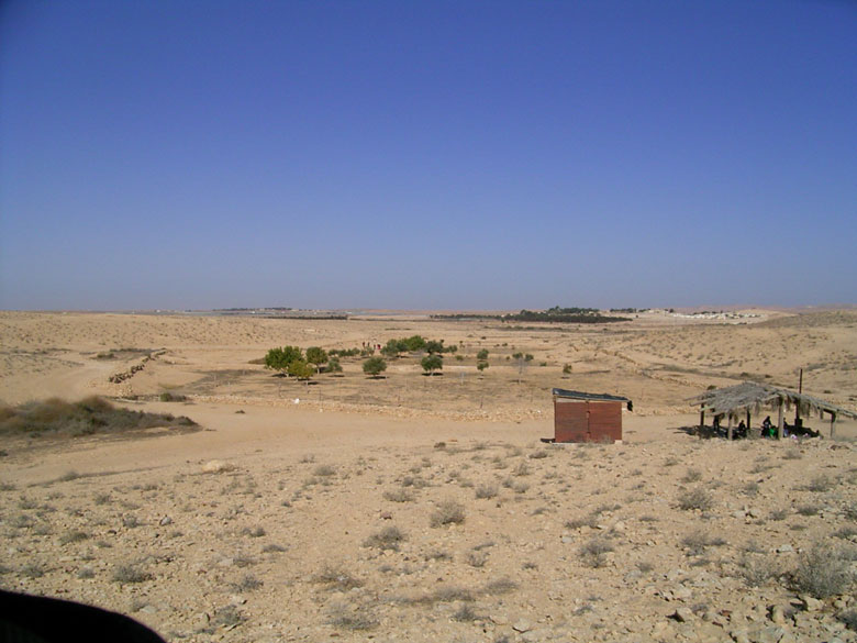 Winter rains provide runoff rainwater in the winter of 2005, irrigating young trees planted at an ancient agricultural terrace at Nitzana.