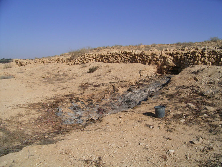 Winter rains provide runoff rainwater in the winter of 2005, irrigating young trees planted at an ancient agricultural terrace at Nitzana. This runoff ditch channels the flow down from the ancient terrace.