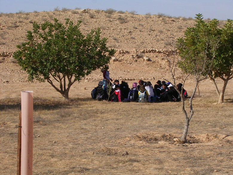 Winter rains provide runoff rainwater in the winter of 2005, irrigating young trees planted at an ancient agricultural terrace at Nitzana. High school students sit amongst the trees during their school field project. Plastic tubing is used to protect the new trees from animals in the desert.