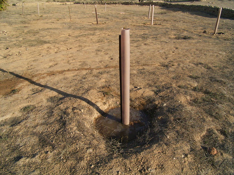 Winter rains provide runoff rainwater in the winter of 2005, irrigating newly planted trees planted at an ancient agricultural terrace at Nitzana. Plastic tubing is used to protect the new trees from animals in the desert.