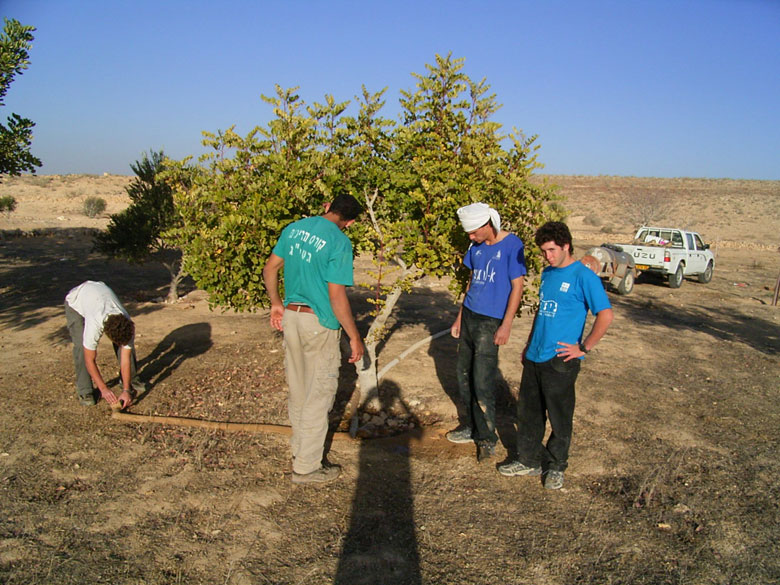 These high school students learn in the field of the ancient agricultural terraces at Nitzana while having fun. High school students and staff help to landscape the trees, take care of them, and prune them.