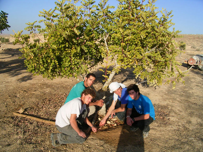 These high school students learn in the field of the ancient agricultural terraces at Nitzana while having fun. High school students and staff help to landscape the trees, take care of them, and prune them.