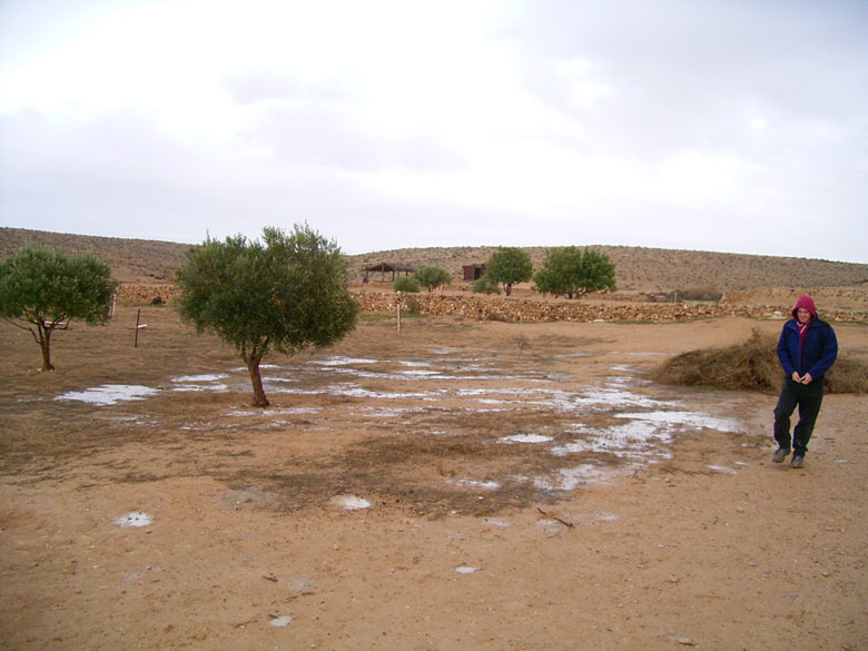 Winter rains provide runoff rainwater in the winter of 2005, irrigating young trees planted at an ancient agricultural terrace at Nitzana.