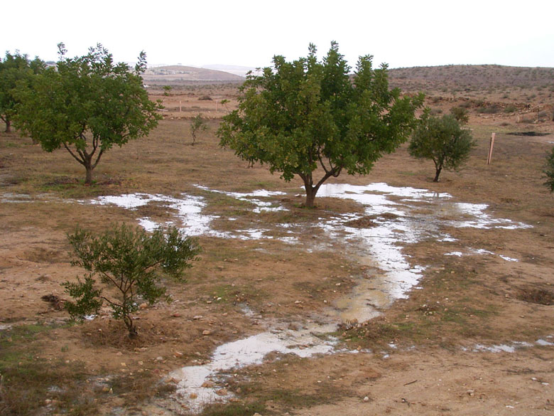 Winter rains provide runoff rainwater in the winter of 2005, irrigating young trees planted at an ancient agricultural terrace at Nitzana.