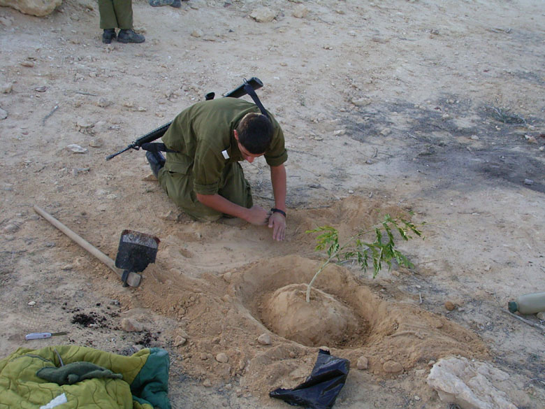 Israeli IDF soldiers serving in the desert on duty in the Negev, help to rejuvenate the Negev ancient agricultural installations, joining staff and high school students at Nitzana.  This soldier plants a new tree in the desert.