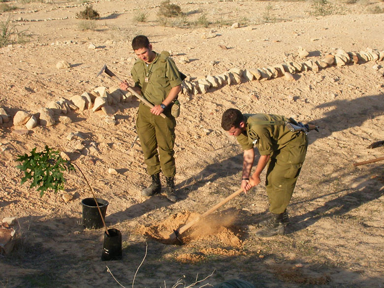 Israeli IDF soldiers serving in the desert on duty in the Negev, help to rejuvenate the Negev ancient agricultural installations, joining staff and high school students at Nitzana.  These young men work together to plant a new tree in the desert on the edge of an ancient terrace.