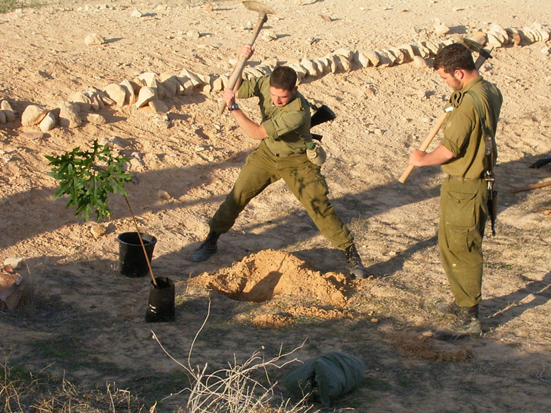 Israeli IDF soldiers serving in the desert on duty in the Negev, help to rejuvenate the Negev ancient agricultural installations, joining staff and high school students at Nitzana.  This soldier works hard to make a hole for the new tree which will be planted in the desert on the edge of an ancient terrace.