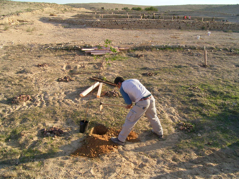 It is fun but also hard work, helping to rejuvenate the Negev ancient agricultural installations, where staff join high school students at Nitzana to plant trees in the desert, near an ancient terrace.