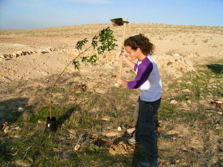 It is fun but also hard work, helping to rejuvenate the Negev ancient agricultural installations, where staff join high school students at Nitzana to plant trees in the desert, near an ancient terrace.