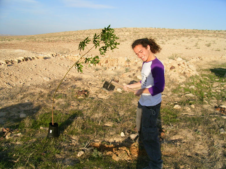 It is fun but also hard work, helping to rejuvenate the Negev ancient agricultural installations, where staff join high school students at Nitzana to plant trees in the desert, near an ancient terrace.