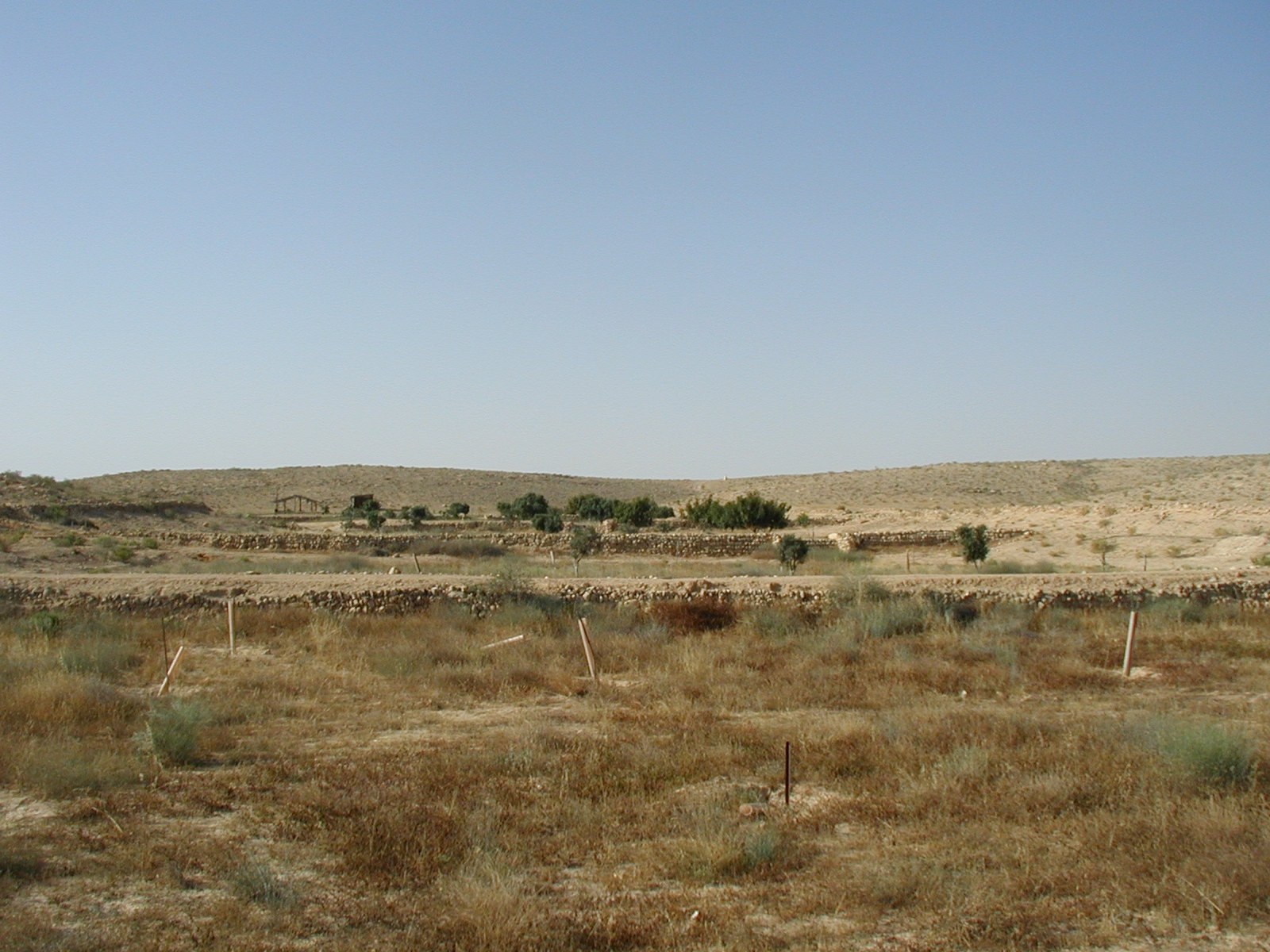 Nitzana Archaeological Survey: Terraced wadi at the restored farm near Nitzana.