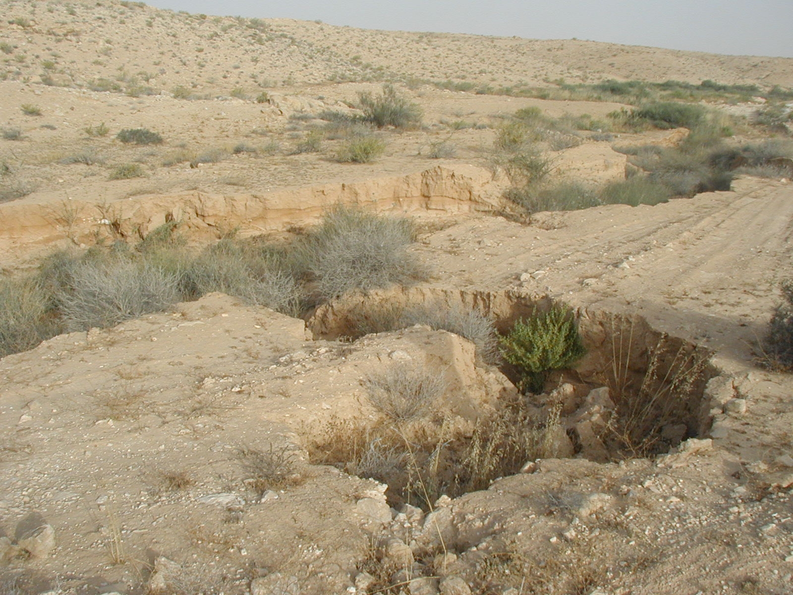 Nitzana Archaeological Survey: Typical erosion in a terraced wadi.