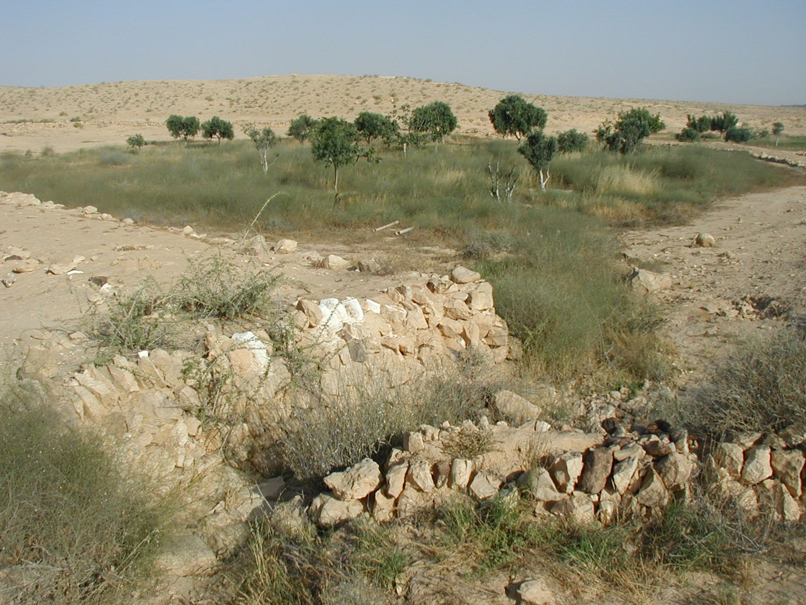 A farm from the Byzantine Period (5-7th Century C. E.) at Nitzana, restored by the Jewish National Fund (KKL). A repaired water channel directs run-off water from the slopes to the terraced wadi. (Photo provided courtesy of Tom Amit.)