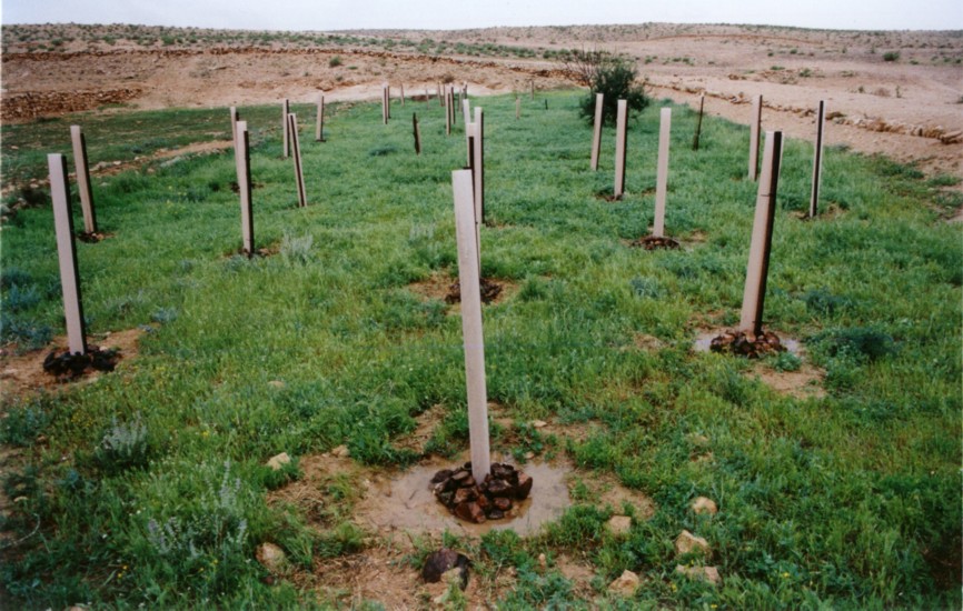 At a farm from the Byzantine Period (5-7th Century C. E.) at Nitzana, restored by the Jewish National Fund (KKL), young trees are planted. (Photo provided courtesy of Tom Amit.)