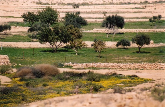 10 year-old trees in a restored farm from the Byzantine Period (5-7th Century C. E.) at Nitzana, restored by the Jewish National Fund (KKL).  (Photo provided courtesy of Tom Amit.)