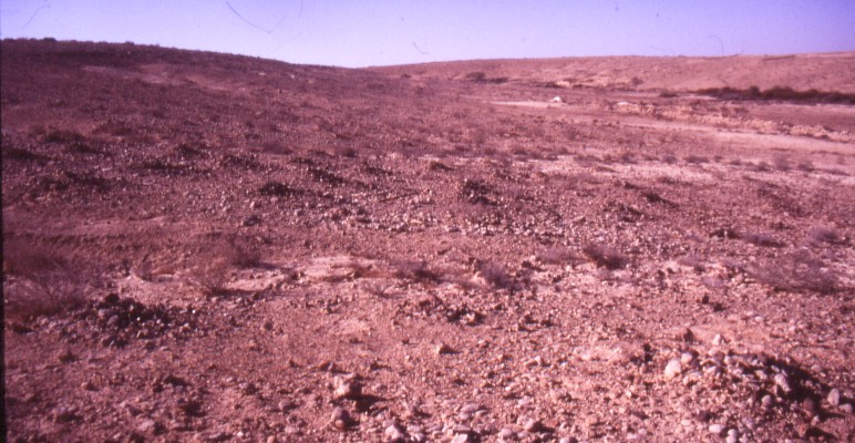 Excavating Tuleilat el Anab ("grape mounds" in Arabic) at Nitzana: Tuleilat el Anab were assumed to improve the efficiency of run-off rain water to the agricultural terraces in the wadi - (upper right, marked by the rich vegetation).