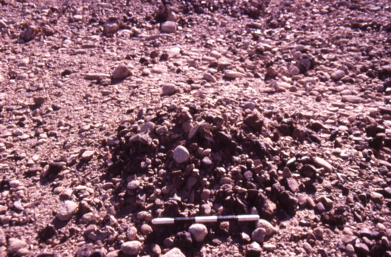 Excavating Tuleilat el Anab ("grape mounds" in Arabic) at Nitzana: A single mound up to 1 meter in diameter and 0.4 meter in height.