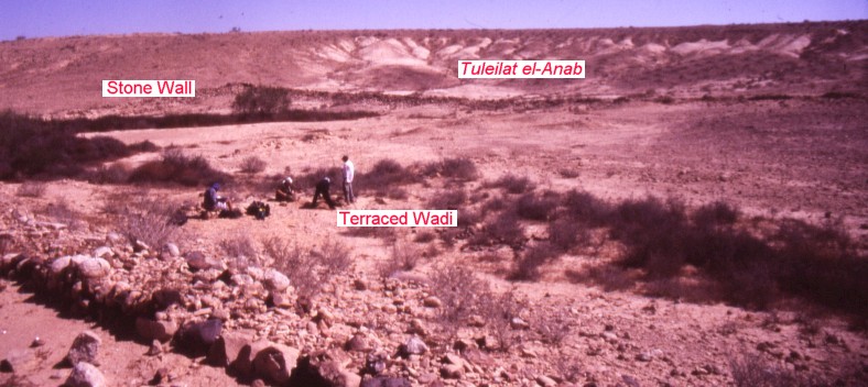 Excavating Tuleilat el Anab ("grape mounds" in Arabic) at Nitzana: Soil sampling in the terraced wadi below the Tuleilat el-Anab field. A stone wall can be seen at left.