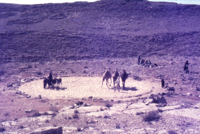 An enormous number of agricultural installations have been found in association with the agricultural systems, including this ancient threshing floor, across which present day Bedouins lead their camels.