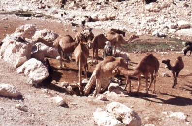 The southern periphery of Israel, the Negev, is an arid desert that does not allow for agricultural activity, mainly due to the poor annual rainfall - 80 mm - considerably less than the 200 mm minimal amount required to grow grains. Camels drink and are suited to this region of minimal water resources.