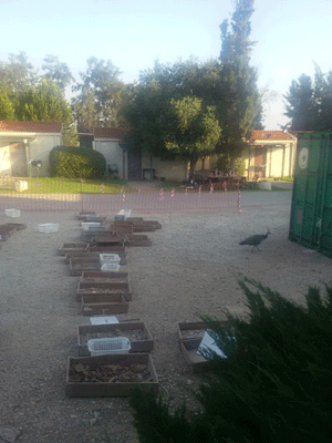 Pottery Drying